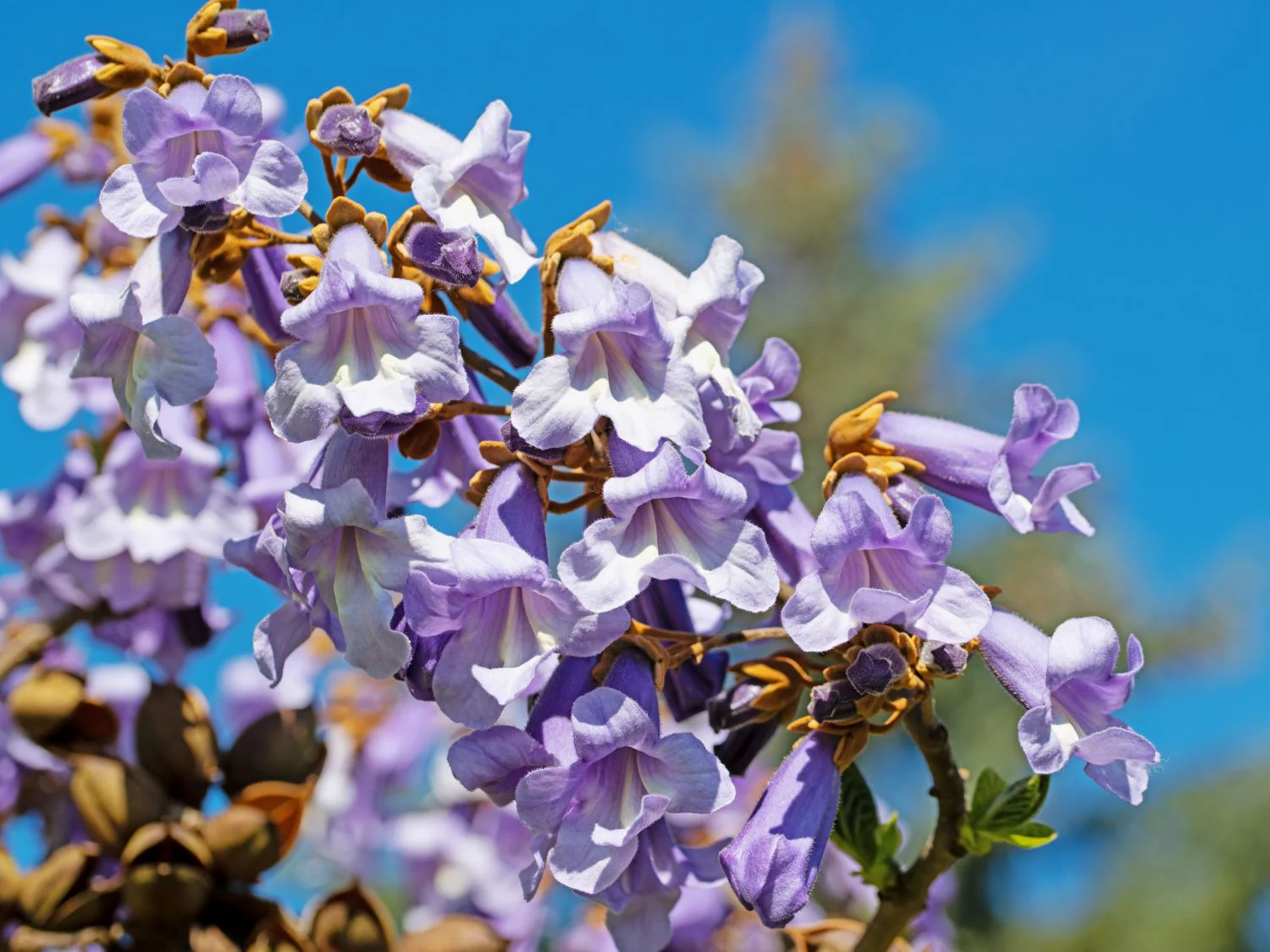Arbre impérial (Paulownia) - Image 4