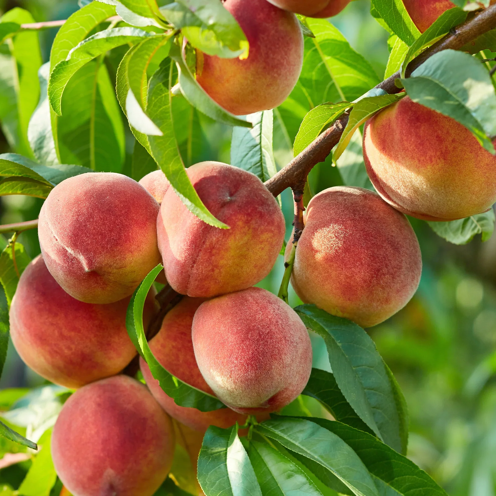 Pêcher (Prunus persica) - Image 7
