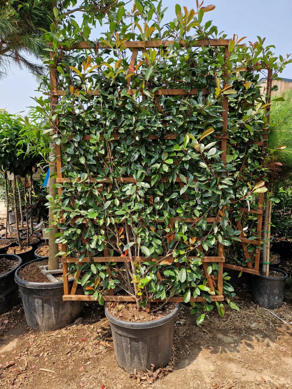 Photinia Red Robin (En touffe) - Image 12