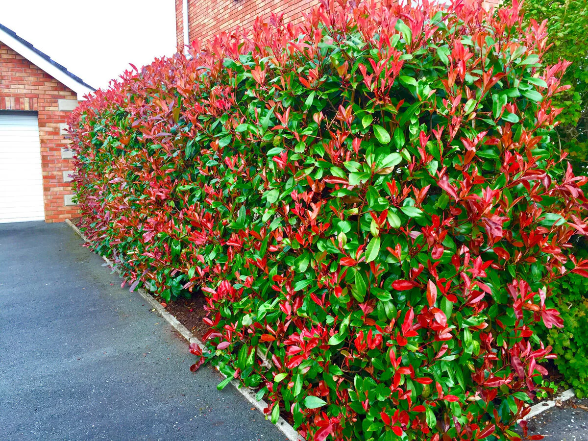Photinia Red Robin (En touffe) - Image 18