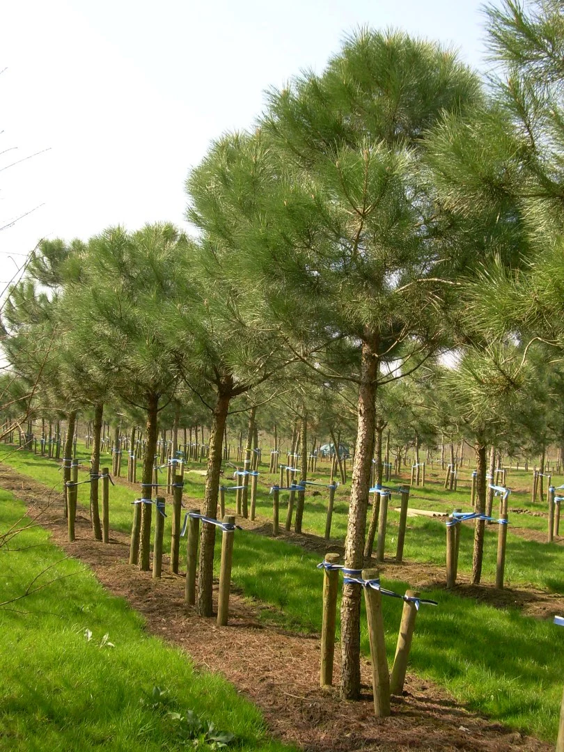 Pin Parasol (Pinus pinea) - Image 3