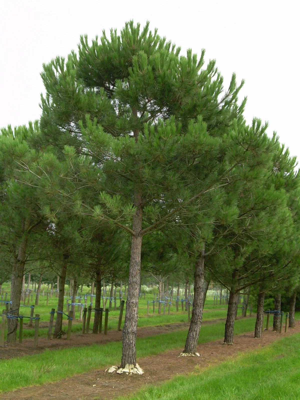 Pin Parasol (Pinus pinea) - Image 4