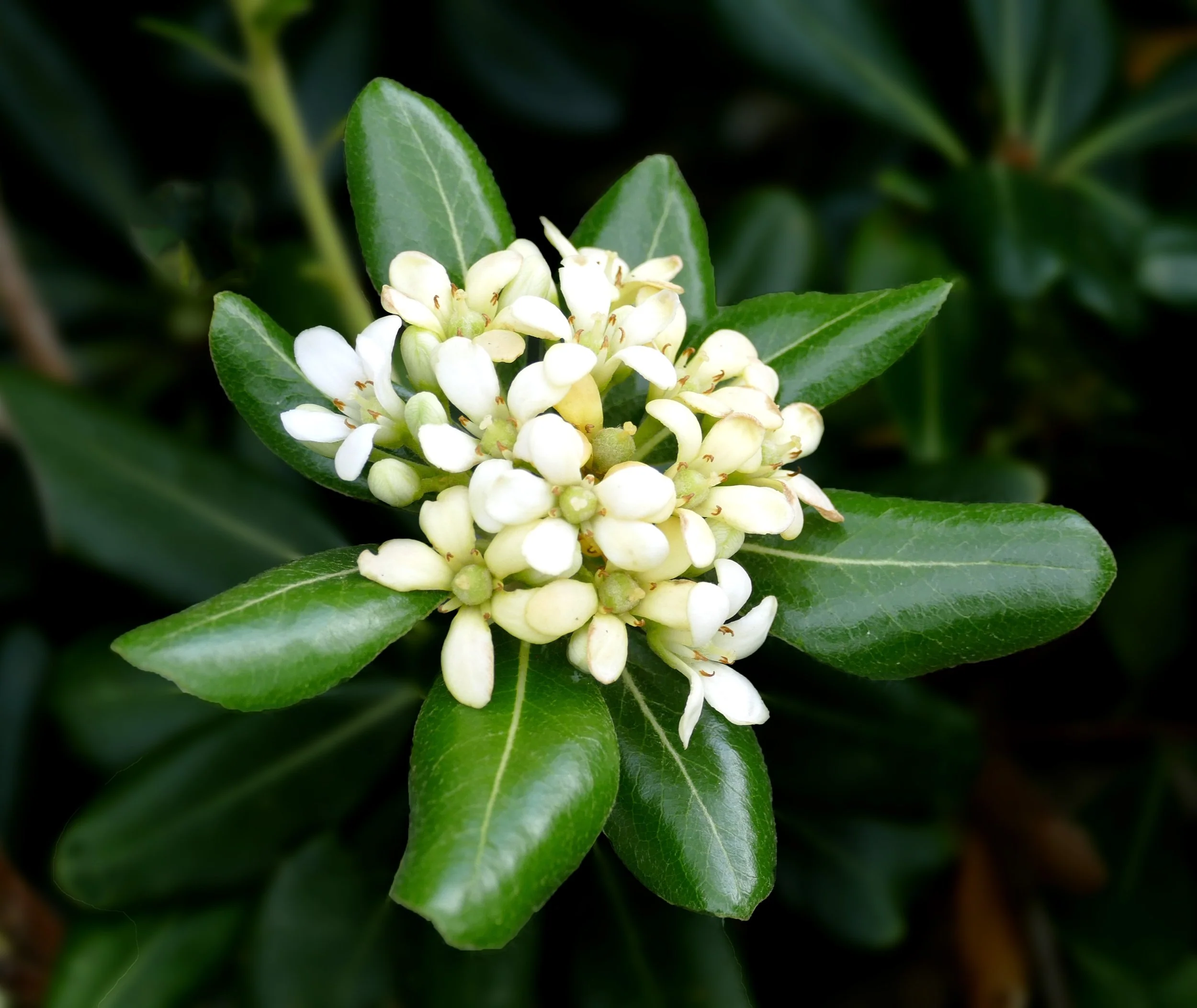 Pittosporum de Chine en touffe (Pittosporum Tobira) - Image 3