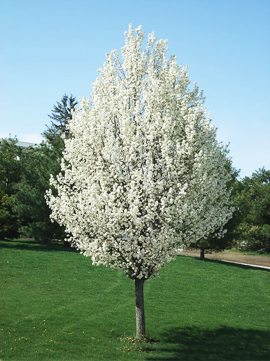 Poirier à fleurs (Pyrus Calleryana Chanticleer) - Image 3