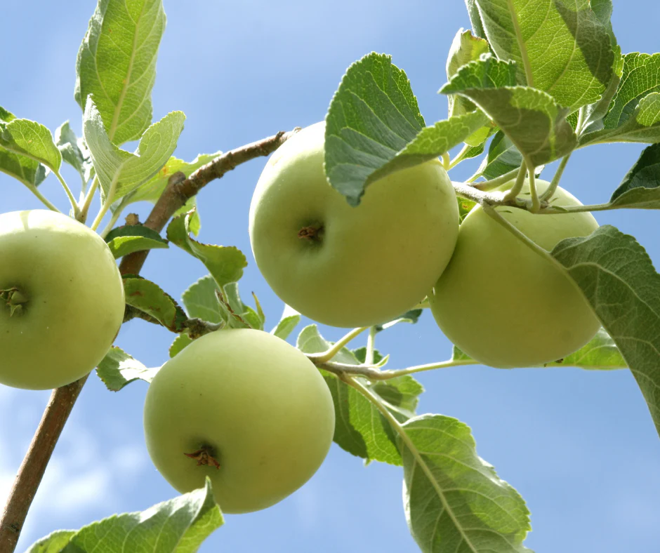 Pommier Granny Smith (Malus domestica Granny Smith) - Image 4
