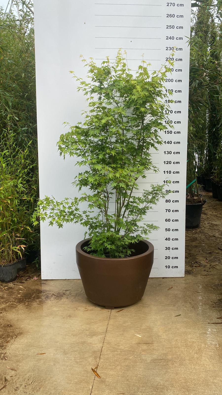 Pot Roma - Image 14