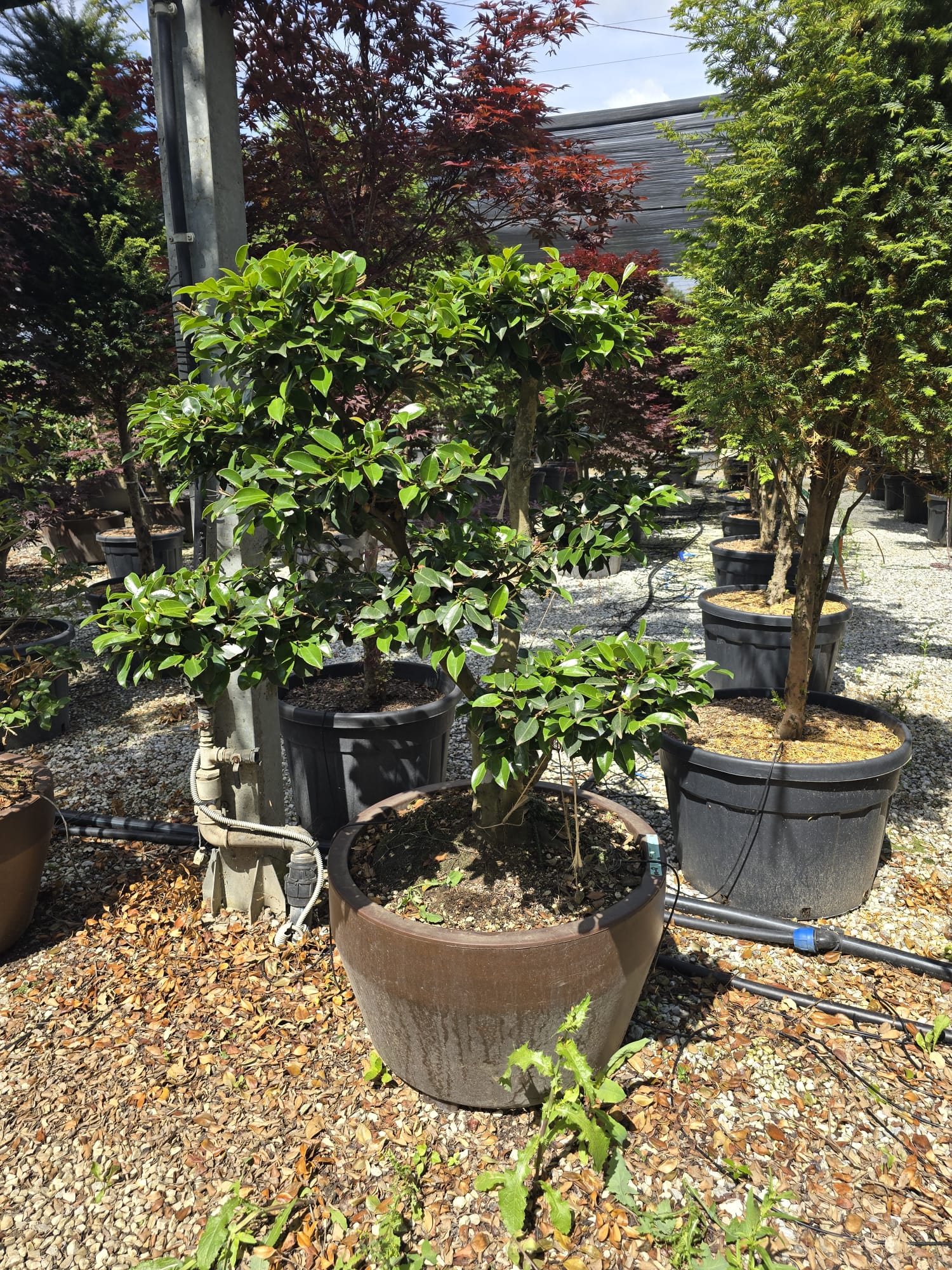 Pot Roma - Image 15