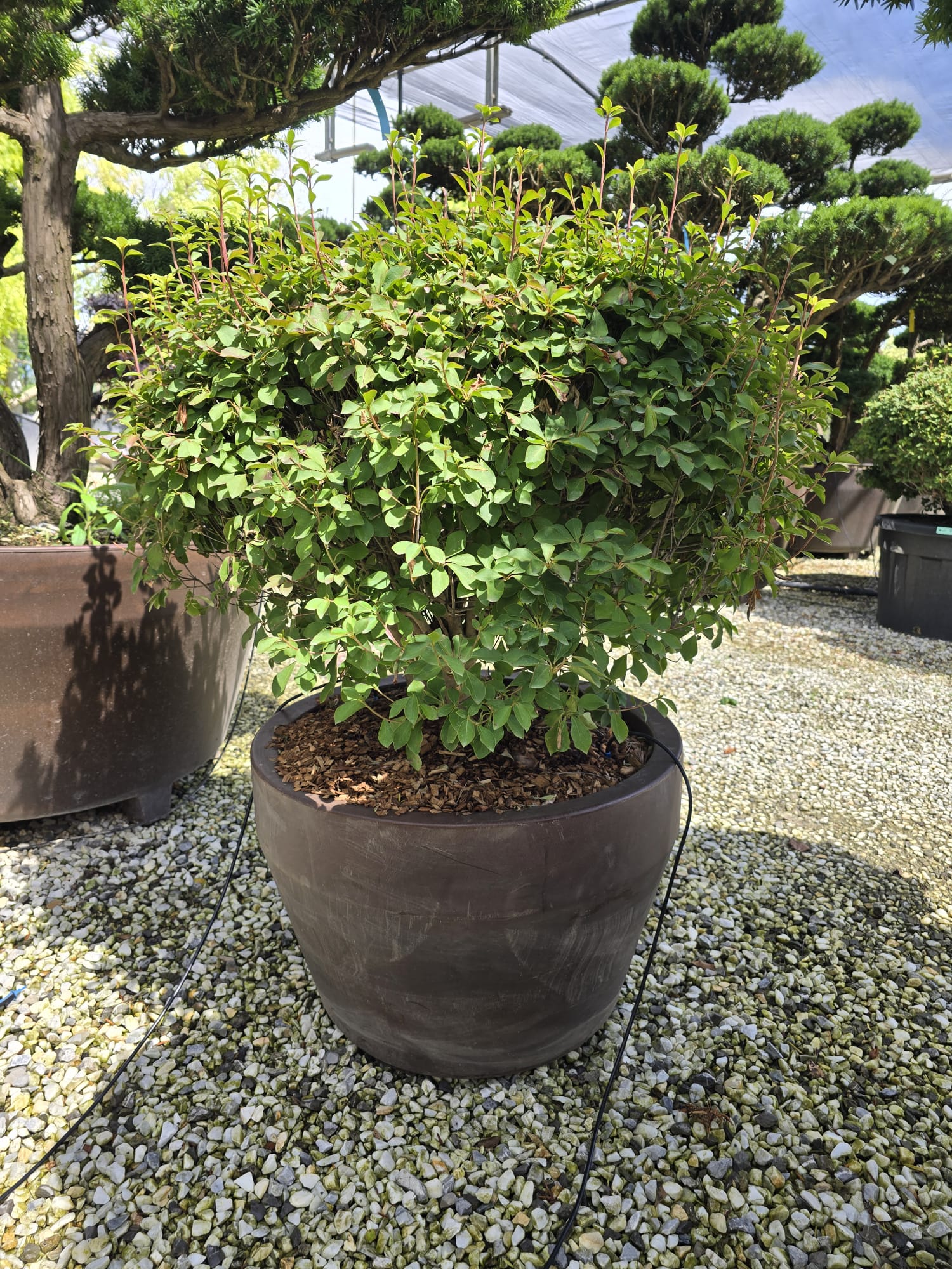 Pot Roma - Image 16