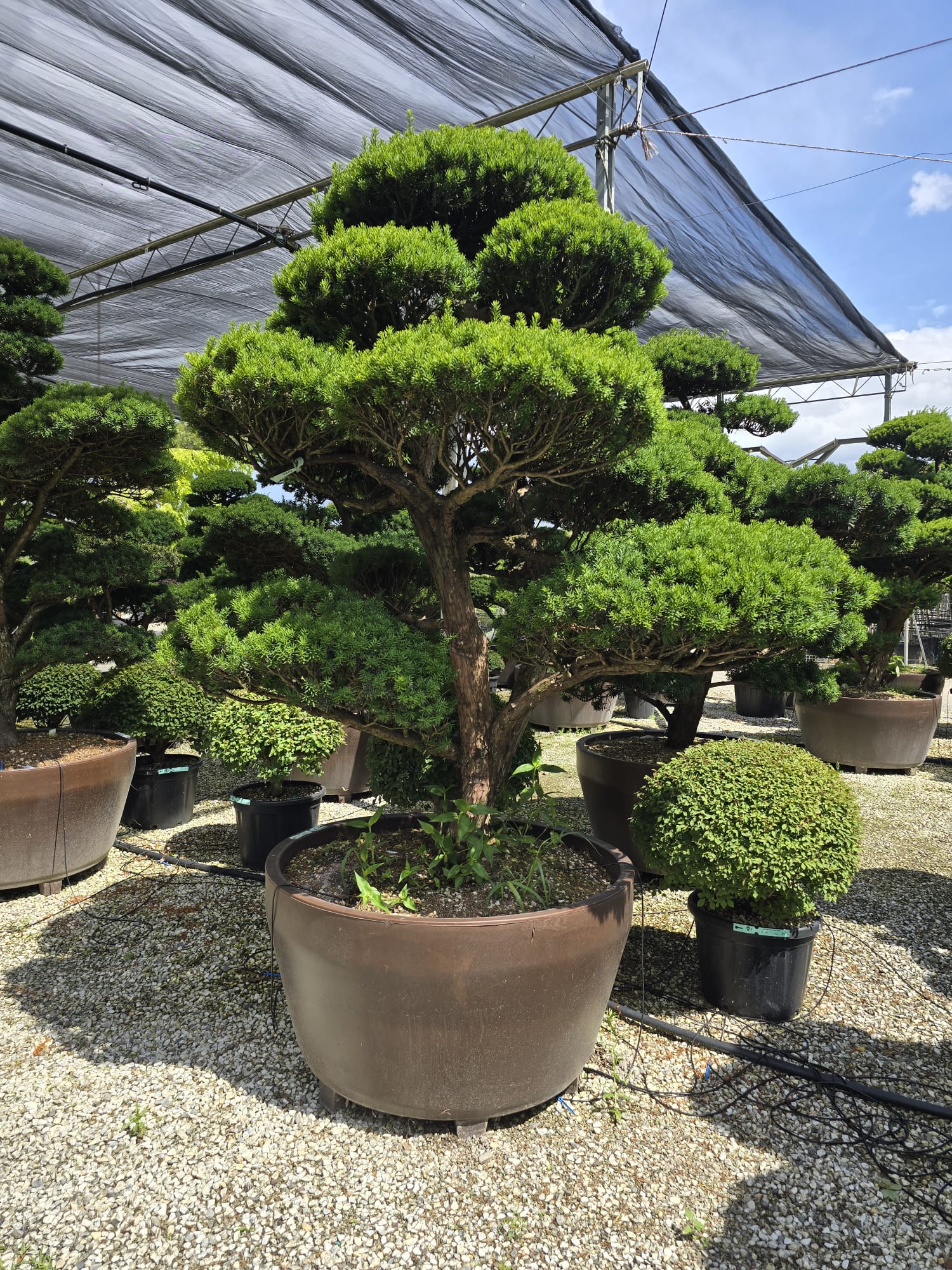 Pot Roma - Image 19