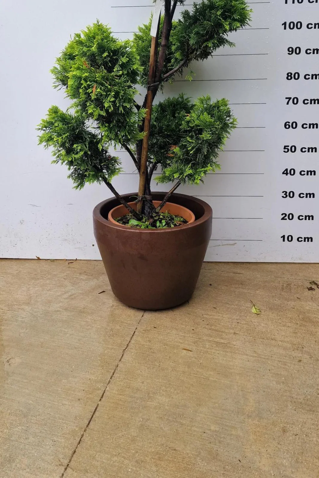 Pot Roma - Image 3