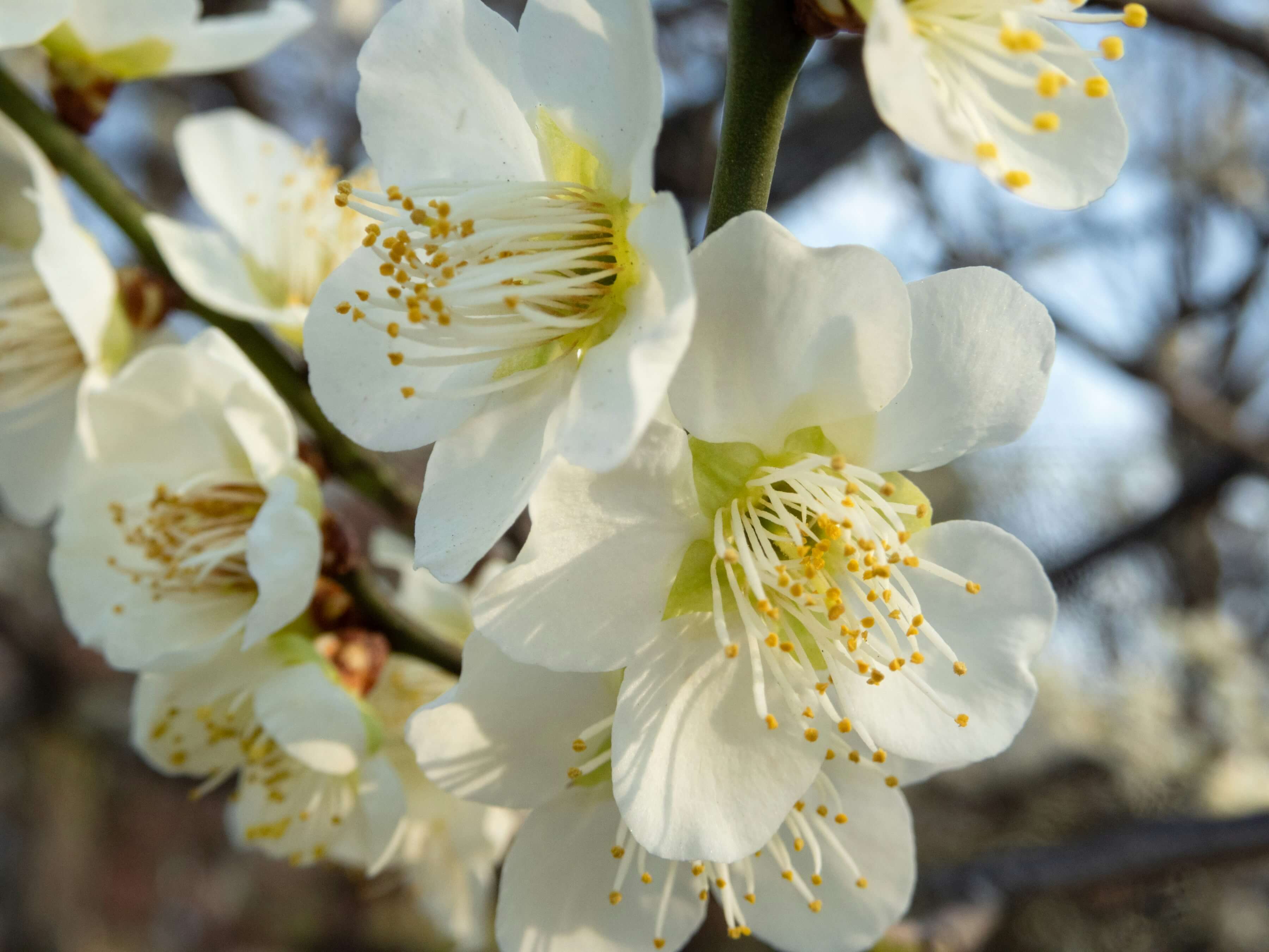 Prunier Quetsche d'Alsace (Prunus domestica Quetsche d'Alsace) - Image 5