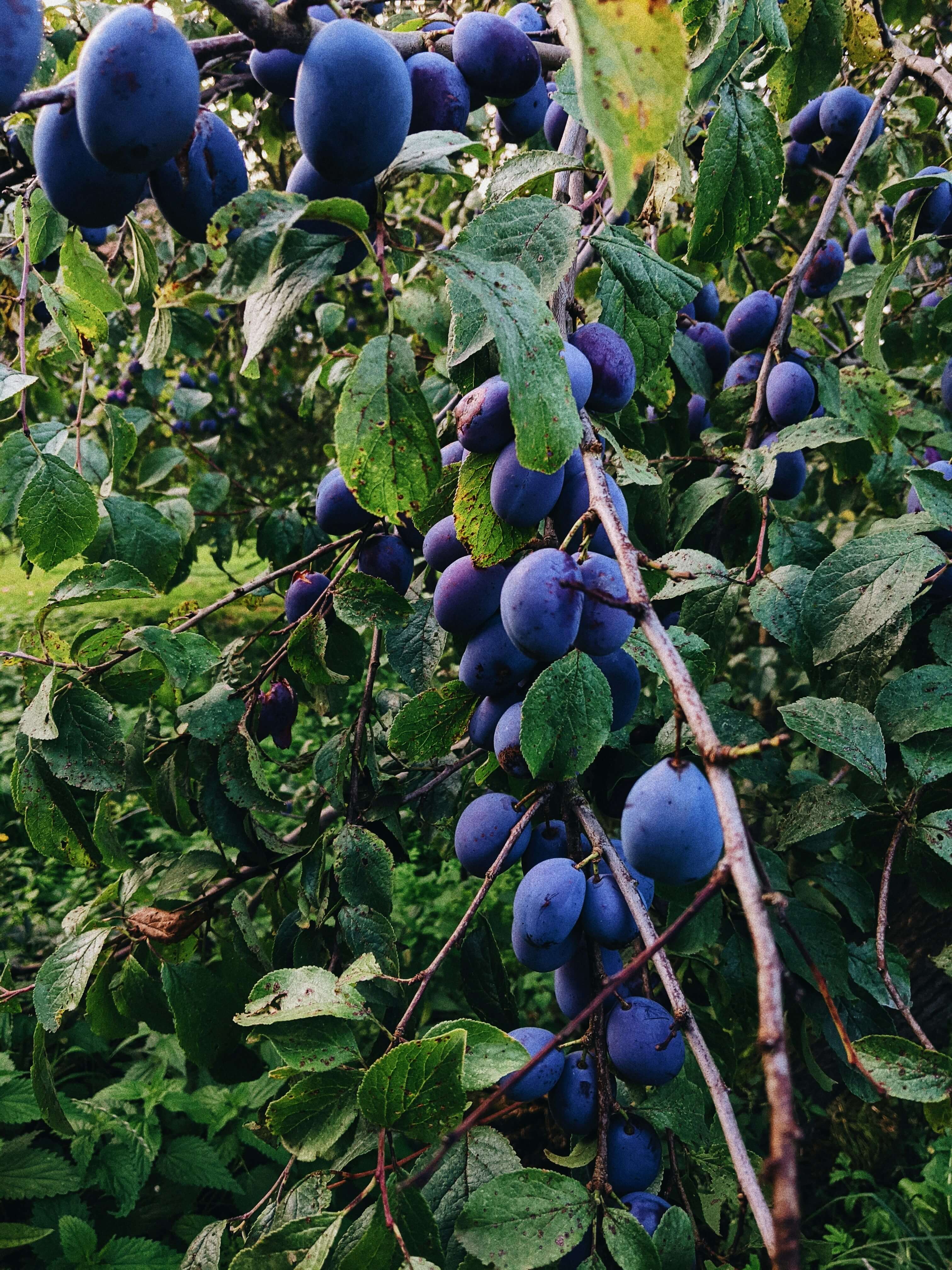 Prunier Quetsche d'Alsace (Prunus domestica Quetsche d'Alsace) - Image 7