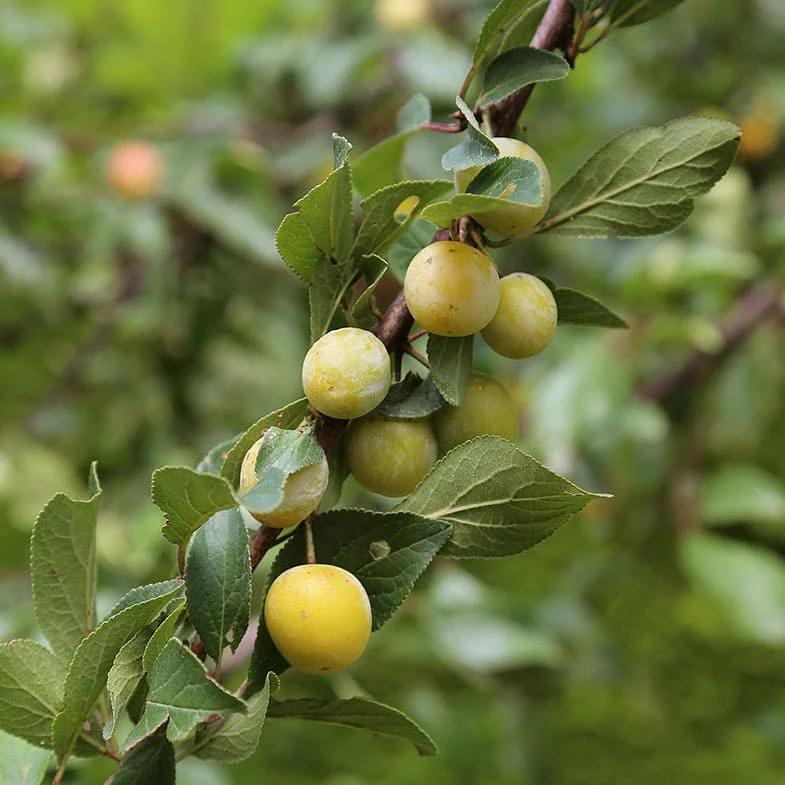 Prunier Reine Claude Dorée (Prunus Domestica Reine Claude) - Image 3