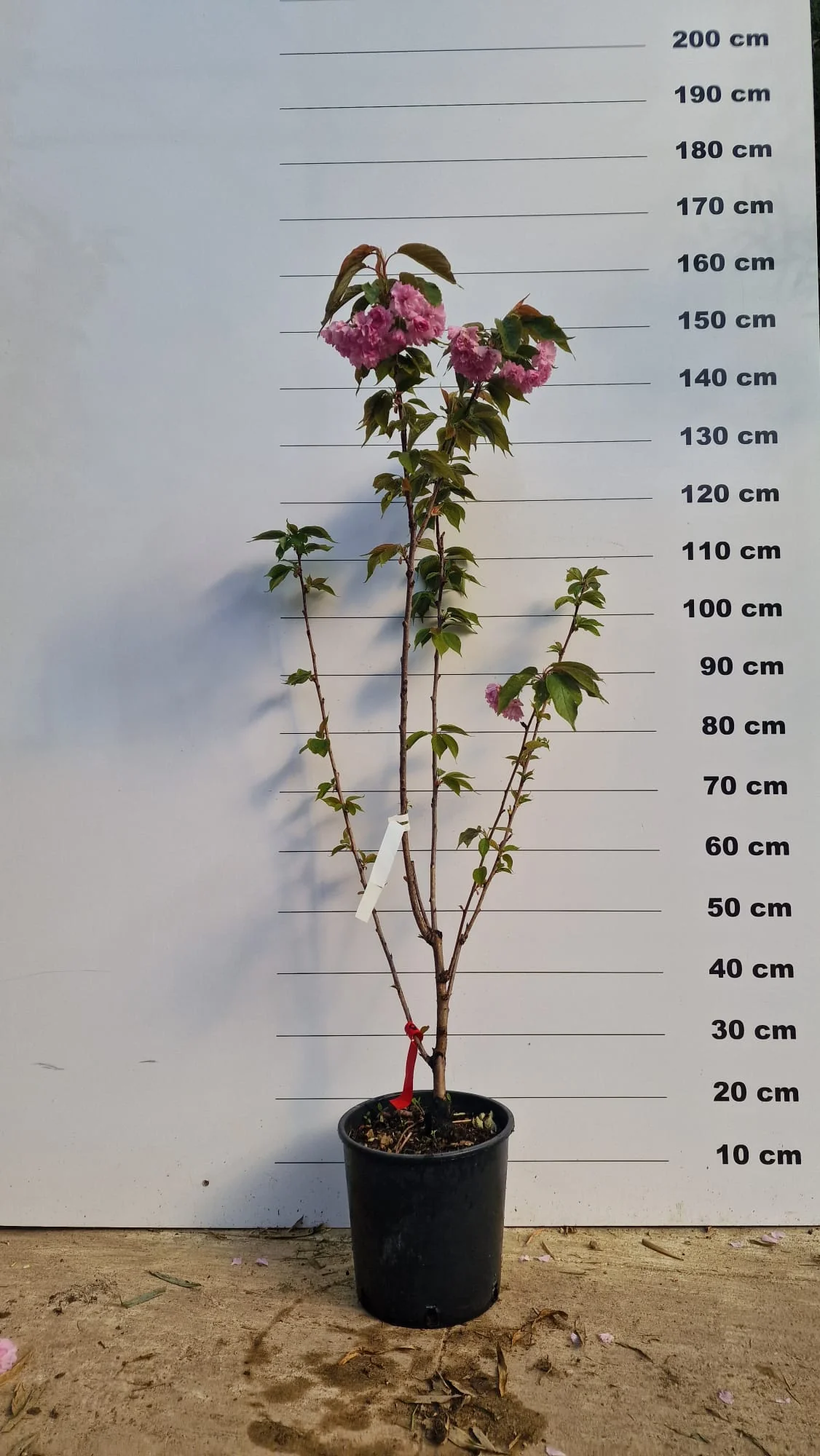 Cerisier Japonais à Fleurs en tige (Prunus Serrulata Kanzan) - Image 6