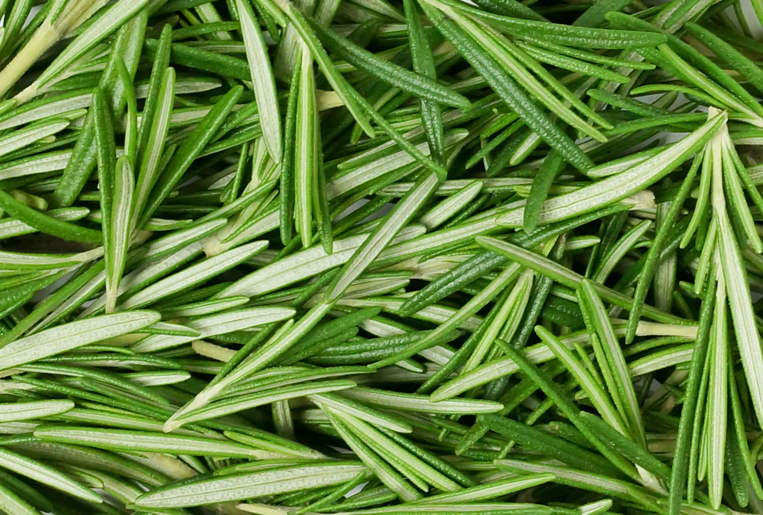 Romarin (Rosmarinus Officinalis) - Image 3