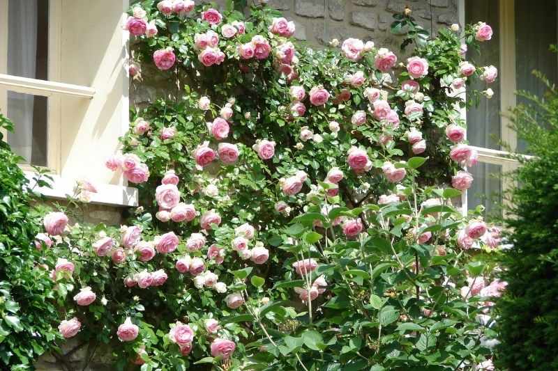 Rosier en Palissade - Image 5