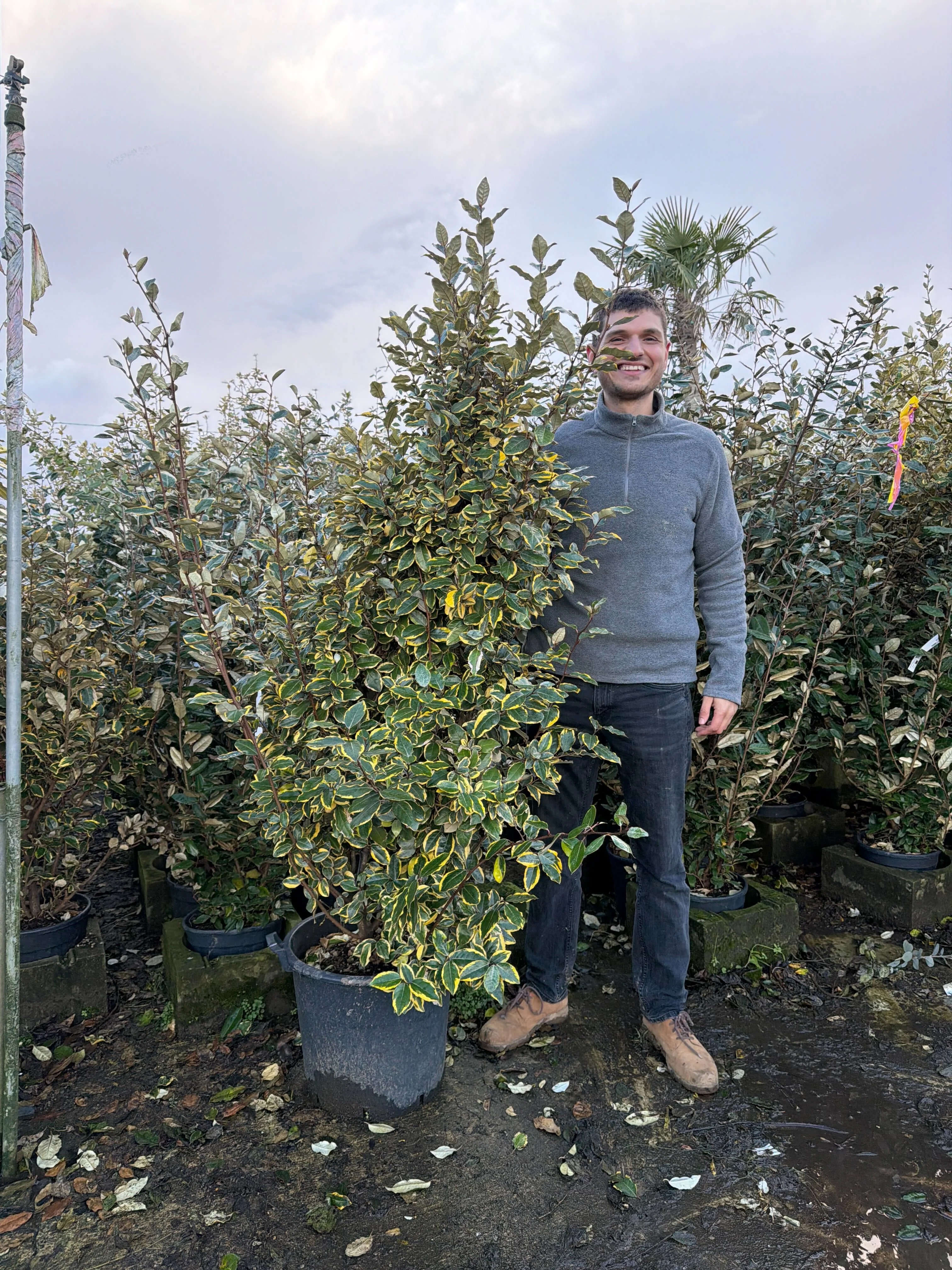 Troène du Japon Panaché en touffe (Ligustrum Japonicum 'Excelsum Superbum') - Image 18