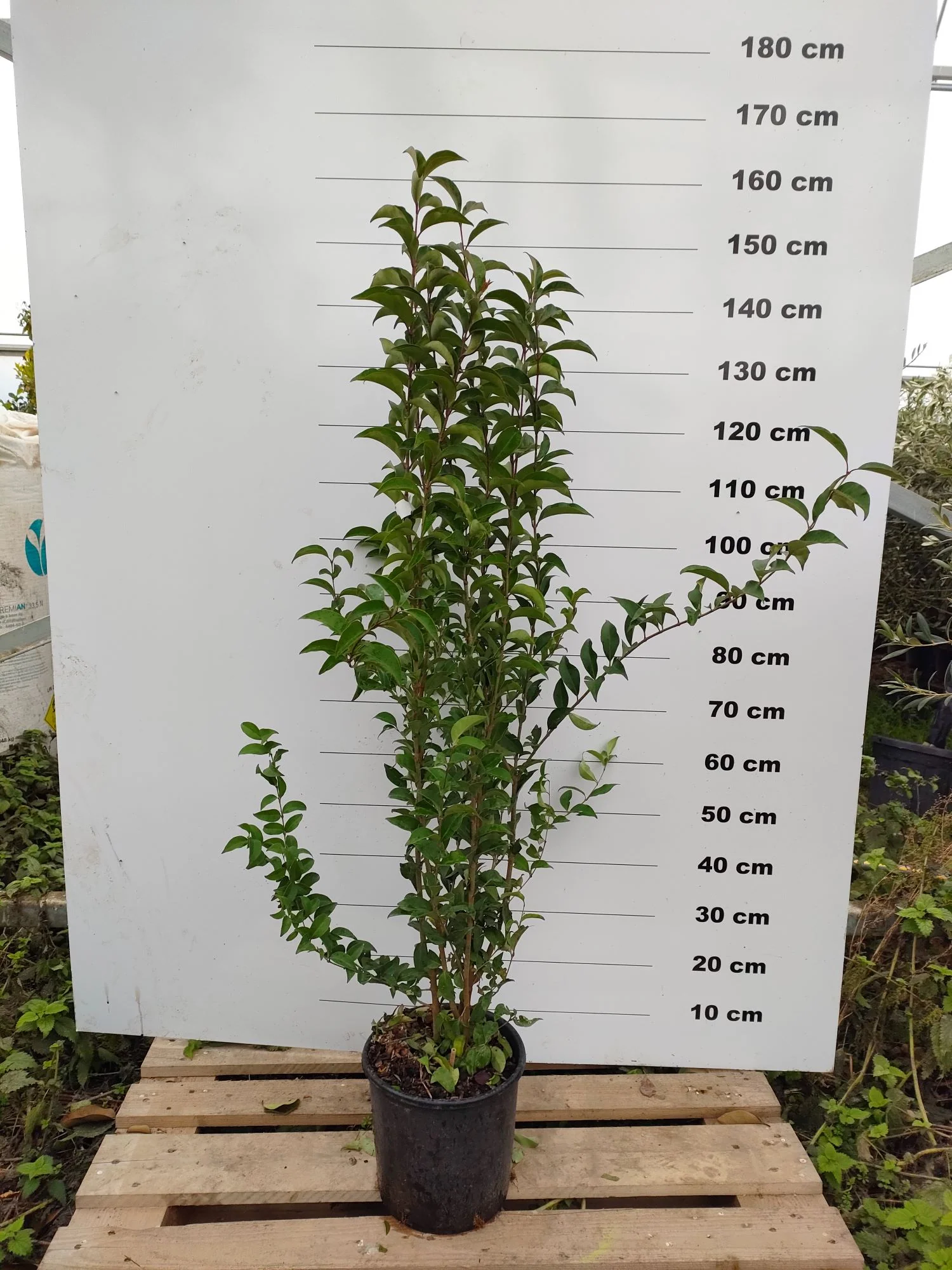 Troène du Japon en touffe (Ligustrum Japonicum) - Image 7