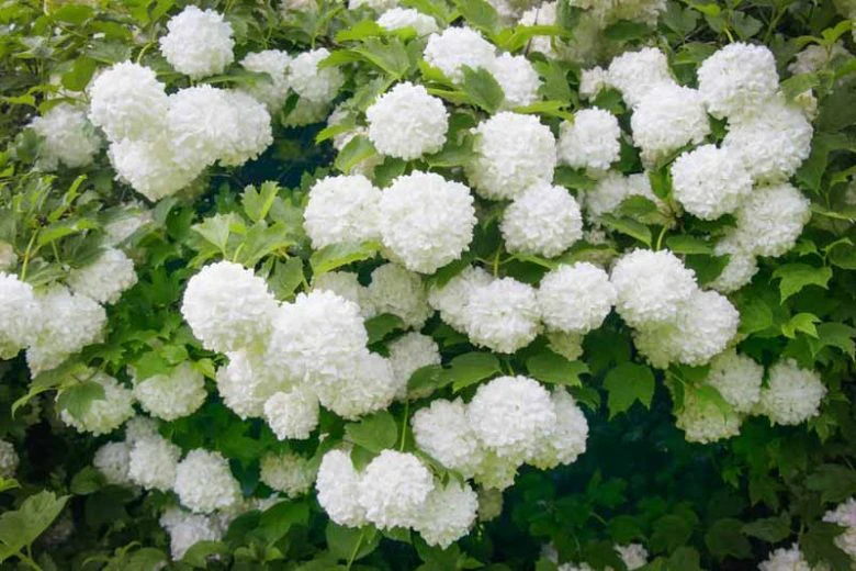 Viorne Obier (Viburnum opulus) - Image 3